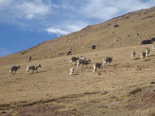 Leki - Grazing Competition between Blue Sheep and Domestic Livestock in